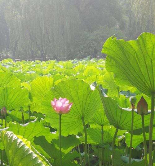 夏日花开，植物的盛夏之美（红莲漫舞）