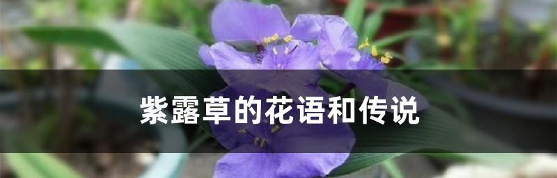 紫露草的花语与传说（神秘紫色之花）