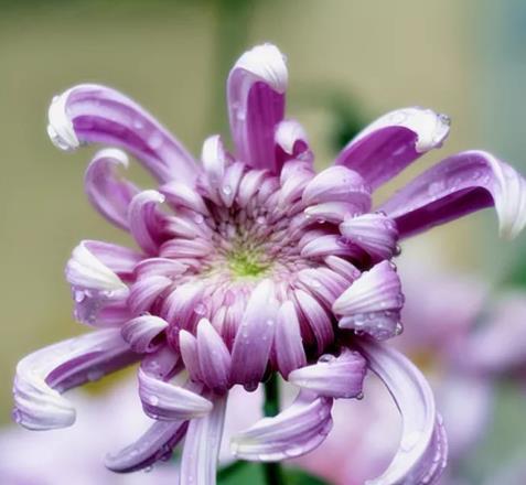 紫色菊花花语的深层寓意（紫色菊花的花语及其象征意义解析）