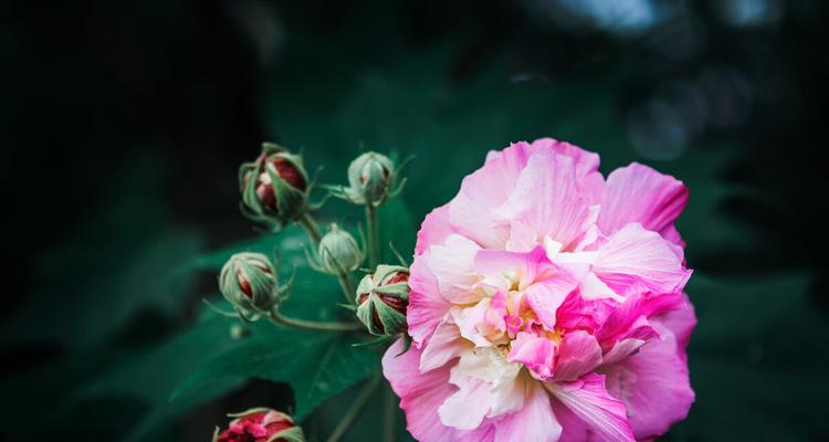 芙蓉花（以芙蓉花为媒介）