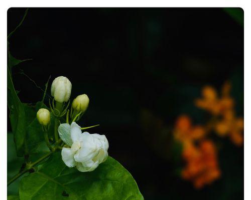 茉莉花的花语及赠送方式（茉莉花语解读与赠送技巧）