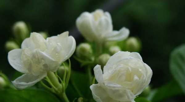 茉莉花的花语与代表意义（深入解读茉莉花的美丽与含义）