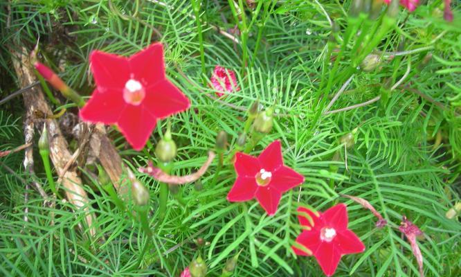 茑萝花的花语与植物文化（茑萝的寓意与象征）