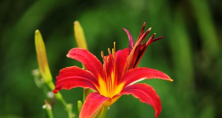 萱草花语与寓意（探寻萱草花的由来与神奇之处）