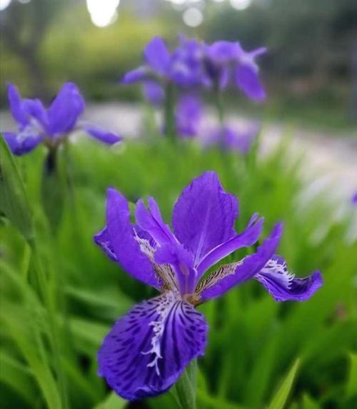 探寻鸢尾花的花语之美（解读鸢尾花所传递的丰富情感和含义）