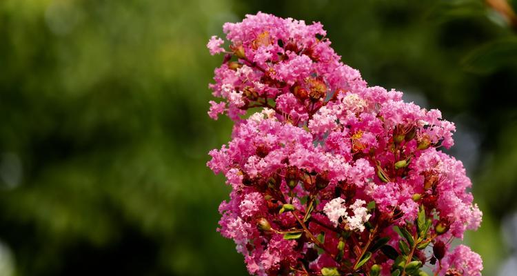 安阳市花紫薇花的象征意义（紫薇花的美丽与深意）