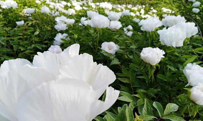 白色芍药花的花语与含义（探寻白色芍药花所传达的深意）