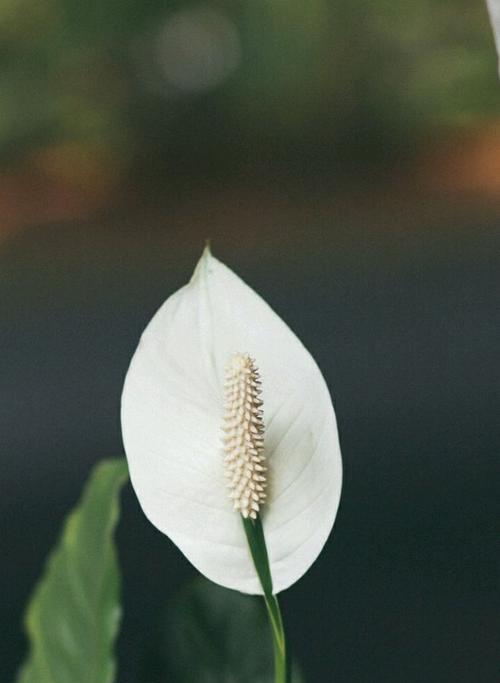 白掌花语象征与寓意（揭开白掌花的花语密码）