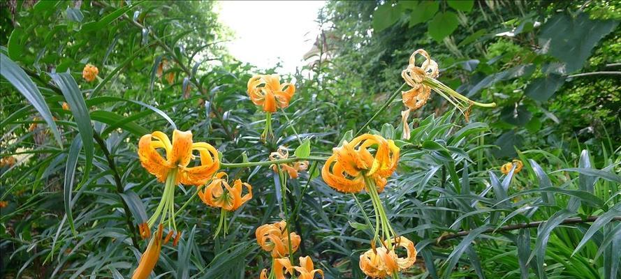 百合花的寓意与象征风水（探索百合花的神秘象征与风水）