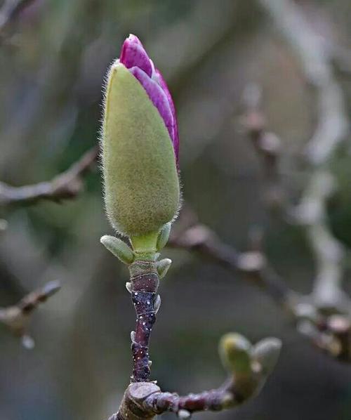 保定市的市花及其寓意（探寻保定市花的文化底蕴）