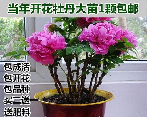 如何选购适合牡丹花栽培的花盆（牡丹花盆栽选购全攻略）