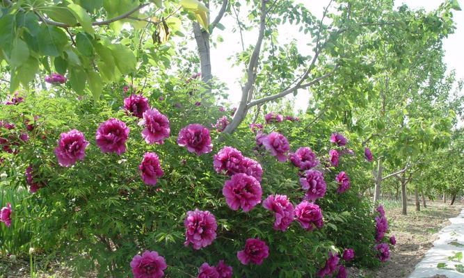 牡丹花盛放时节的来临（魅力牡丹花的开花秘密与观赏技巧）