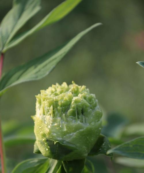 牡丹花的各种颜色（让你惊叹的花海盛宴）