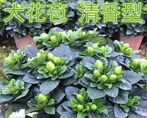 牡丹栀子花开花时间及数量解析（一年开几次花）