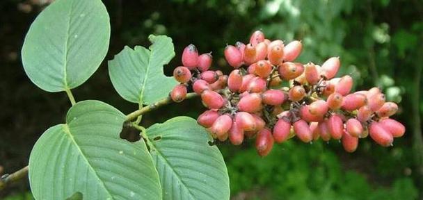 选对植物，为故人添彩（选对植物）