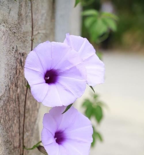 矮牵牛花的花语和寓意（揭开矮牵牛花的神秘面纱）