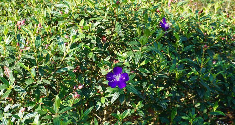 巴西野牡丹的花语——美丽与自由（巴西野牡丹的意义）