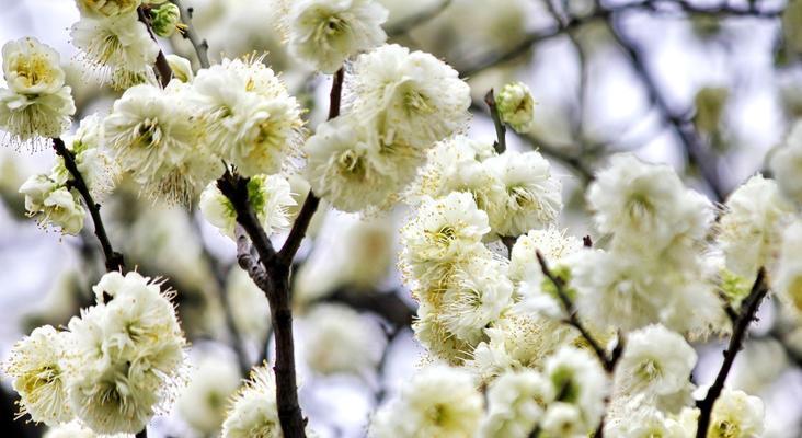 白梅花语，寓意深远的花朵（凝结坚韧与纯洁的生命之美）