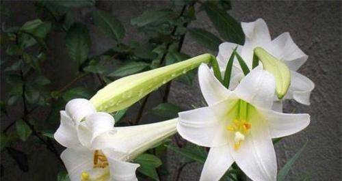 百合花花语传说之美丽与希望（百合花花语传说——美丽的象征与无尽的希望）