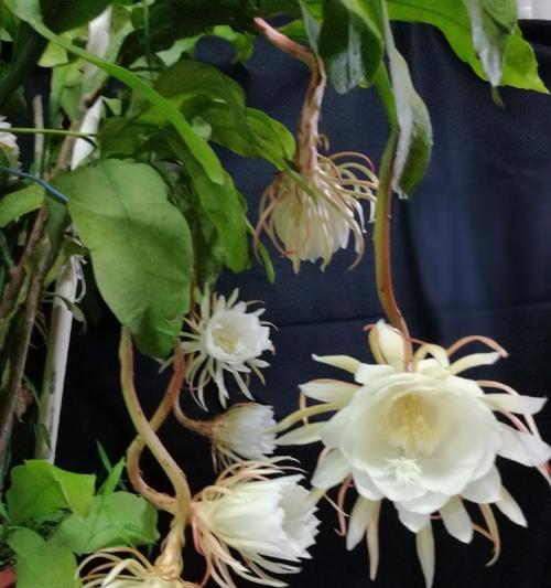 昙花之意——探索不同种类昙花的象征意义（纷繁昙花）