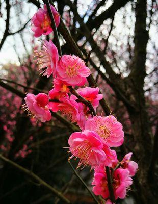 冬天的梅花（冬日凋零中的奇迹）