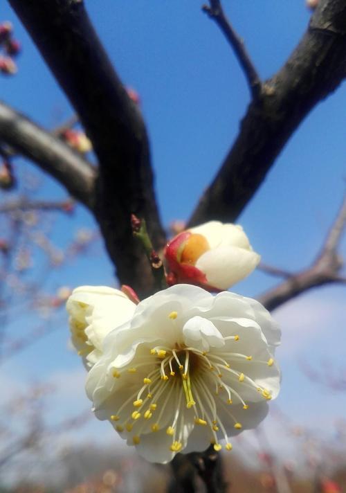 冬日梅花之美（寒冬中绽放的芳香与坚韧）