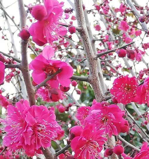 粉色梅花的花语-浪漫与希望（探寻粉色梅花的花语魅力）