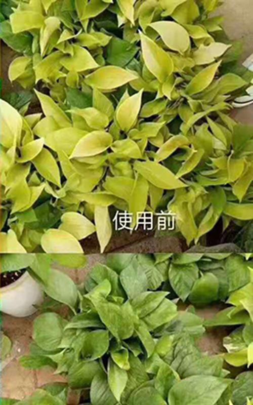 蔬菜黄叶病防治方法（选择正确的药物是关键）