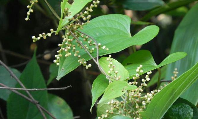 薯蓣科植物大全（探秘丰富多彩的薯蓣科植物世界）