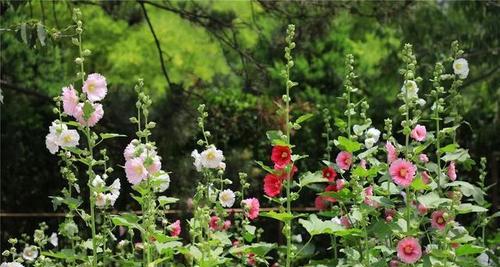 蜀葵花的播种时间剖析（深入了解蜀葵花的种植秘密）