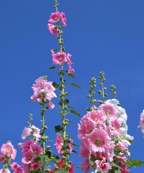 蜀葵花的开花时间（探究蜀葵花开花的时令规律）