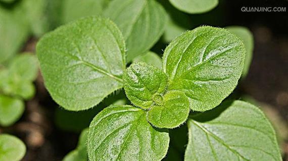 属牛种植物的选择与养护（以满足属牛喜好为出发点）