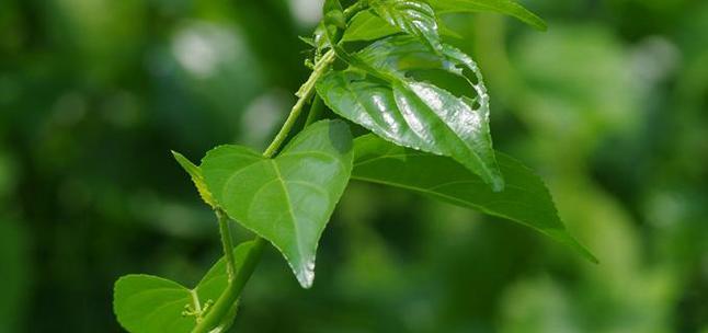 属蛇种与植物之间的奇妙关系（探秘蛇类植物学的新视角）