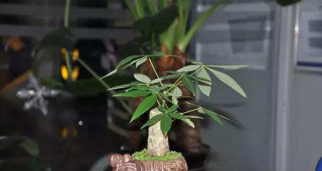 属猪种最适合种植的植物（为您推荐适合养猪的植物）