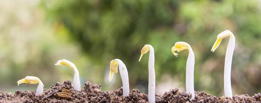 揭秘发财树种子的来龙去脉（发财树种子的获取途径及种植技巧）