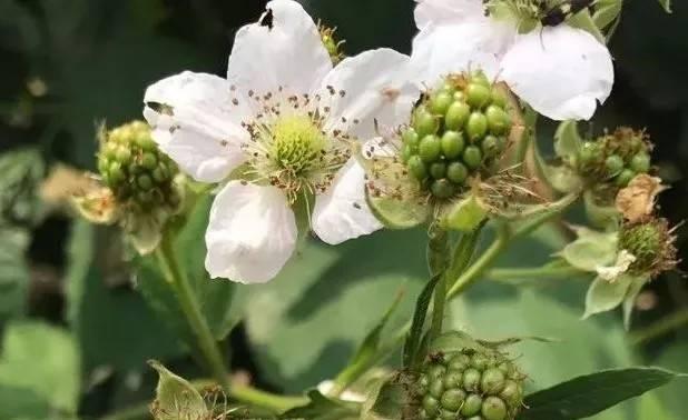 树莓开花结果时间分析（探究树莓的花期和结果期及其适宜的生长环境）