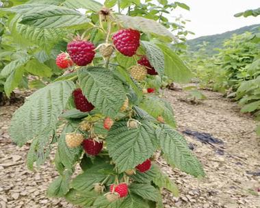 树莓种植的最佳季节与技巧（掌握树莓种植的关键诀窍）