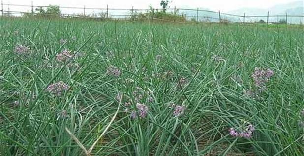 藠头成熟上市的时间和过程（从花开到果实）