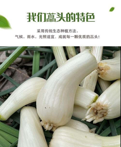 藠头是什么季节的菜（了解藠头的生长特点及采摘时间）