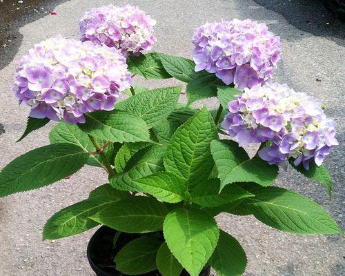 以蓝边八仙花花语为主题的美丽与希望（探索蓝边八仙花的秘密与意义）