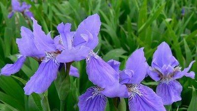 蓝色非洲菊花（揭秘蓝色非洲菊花的花语及传统文化）