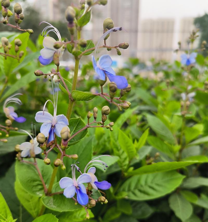 蓝蝴蝶花语的美丽与寓意（探寻蓝蝴蝶花的花语与象征）