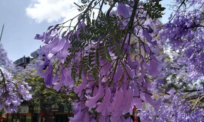 以蓝花楹为象征的意义（探究蓝花楹的象征意义及文化内涵）