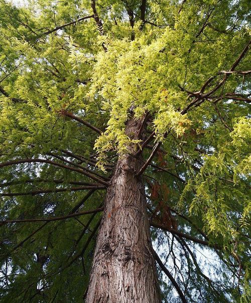 红松，珍贵保护植物（了解红松的珍贵价值及保护措施）