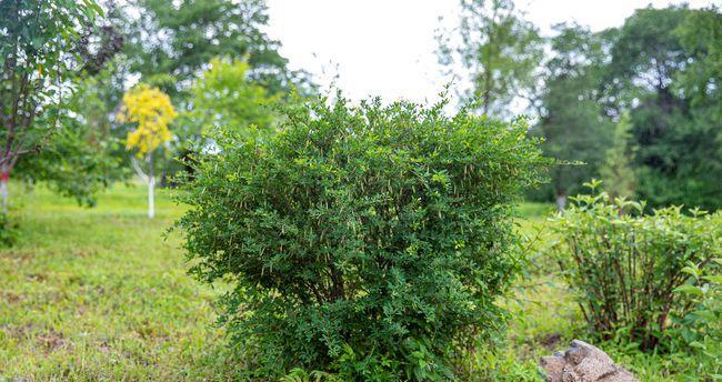 红松是否为热带植物？——揭秘红松的生态习性