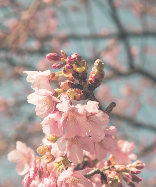 樱花之美（探寻樱花的深层寓意）