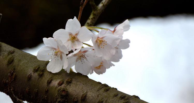 樱花之美（探寻日本樱花的深层含义）