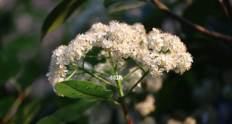 石楠花的花语与寓意（探秘石楠花的美丽花语及其象征意义）