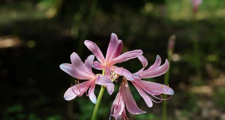 石蒜花的花语及其寓意（探索石蒜花的花语）