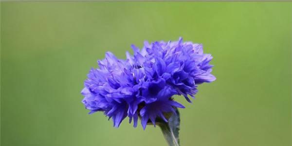 矢车菊花语与寓意——美丽与希望的象征（矢车菊的花语和寓意探究）